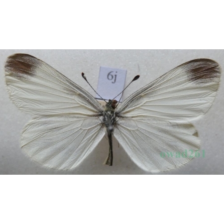Leptidea reali Reissinger, 1989 male Wietek Reala Czech6j